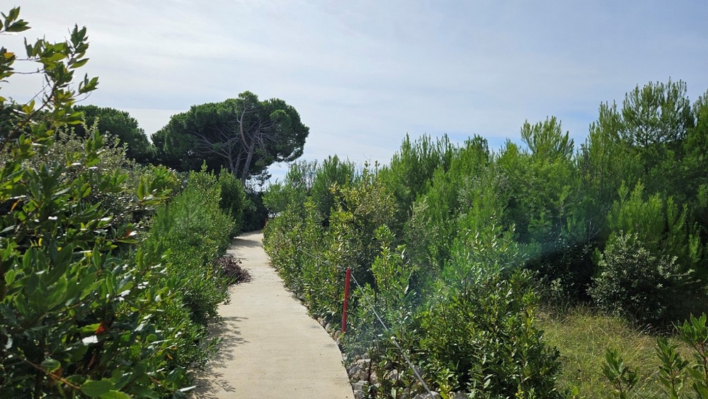 Ścieżka prowadząca przez gęste zarośla, z drzewami po obu stronach i jednym nieznacznie
