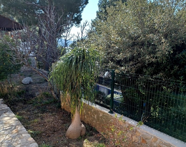 Widok na ogród z roślinami śródziemnomorskimi i drzewami oliwnymi w willi na sprzedaż na wyspie Cres w Chorwacji