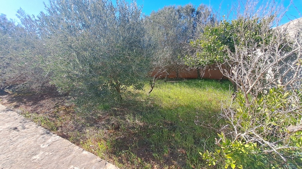 Zielony ogród z drzewami oliwnymi obok nadmorskiej posesji w Chorwacji