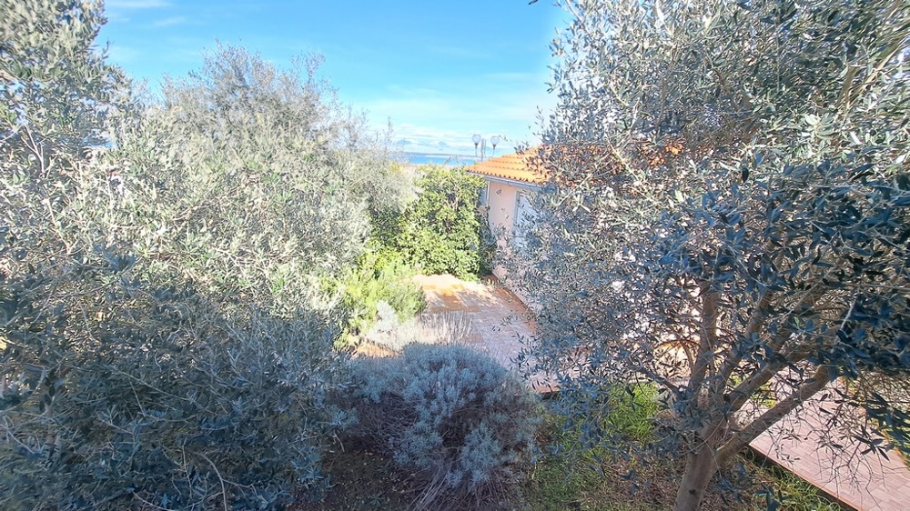 Drzewa oliwne i roślinność śródziemnomorska w ogrodzie, część nadmorskiej posiadłości w Chorwacji