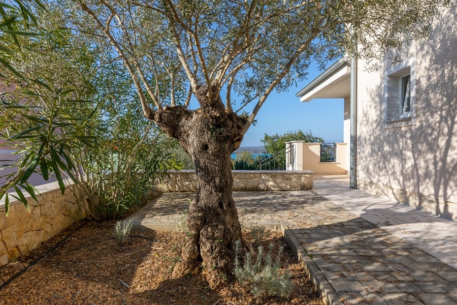 Ogród z drzewem oliwnym i widokiem na morze