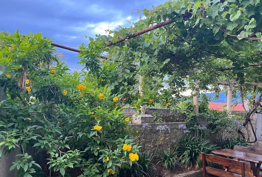 Zadaszony taras z winoroślą i ogrodem