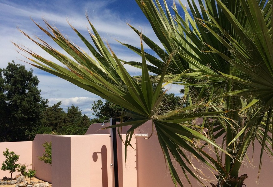 Palma przed różowym domem na wyspie Silba