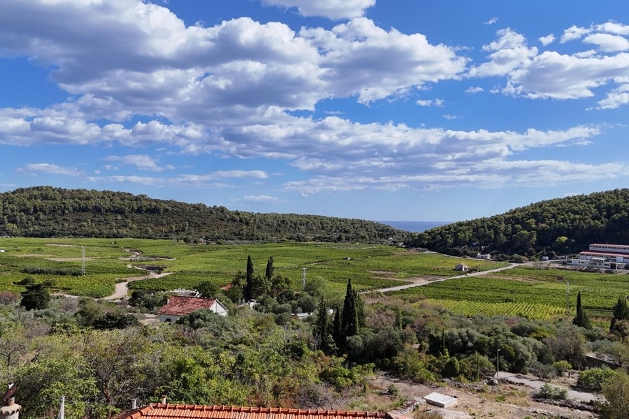 Widok na winnice i pola